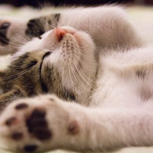 catpawsup-scaled.jpg